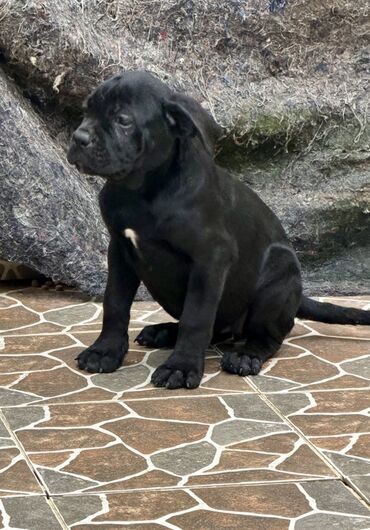 İtlər: Kane-Korso — 11