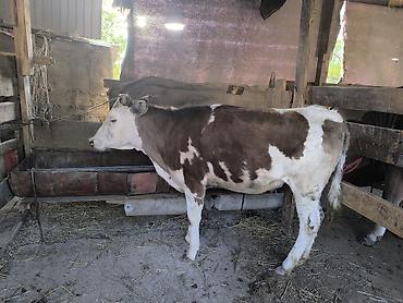 Коровы, быки: Продаю | Тёлка | Алатауская | Для разведения | Не стельные — 8