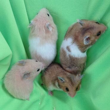 Хомяки: Продаются хомячки джунгарские, сирийские, ангорские пушистые хомячки — 4