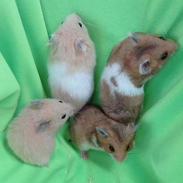 Хомяки: Продаются хомячки ручные. В нашем питомнике грызунов вы можете — 7