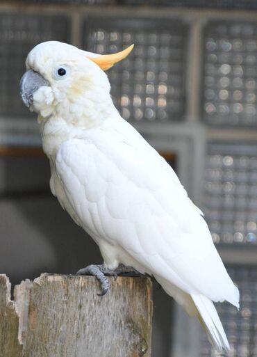 продаю в связи с переездом: Возьму даром попугая в ХОРОШИЕ РУКИ