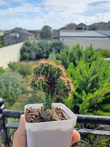 Otaq bitkiləri: Kiçik dibçəkdə dekorativ kaktus - Növ: topavari çoxbaşlı kaktus — 2