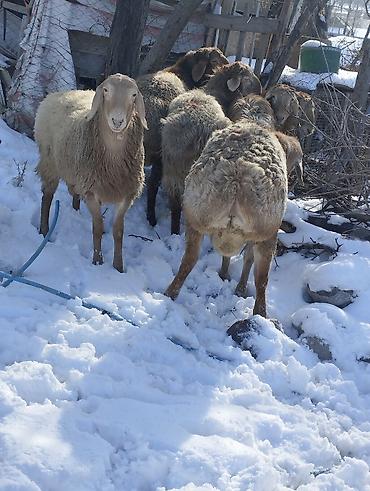 Баран, овца: Продаю | Овца (самка) | Для разведения | Племенные — 3