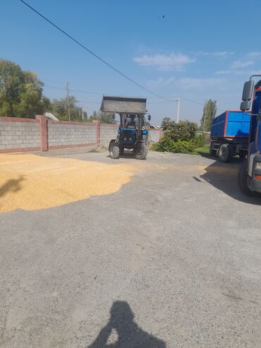 полевая брама: Кукуруза