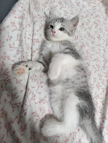 дом для кош: Отдаём котят в добрые руки
Звонить по номеру