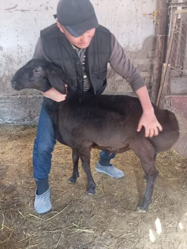 сколько стоит бульдог: Продаю | Баран (самец) | Для разведения