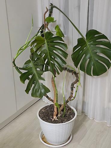 Монстеры: Монстера делициоза (Monstera deliciosa) в декоративном горшке - — 1