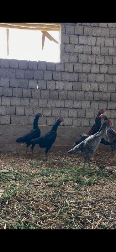 Cücələr: Toyuq cücələri, Damazlıq — 10