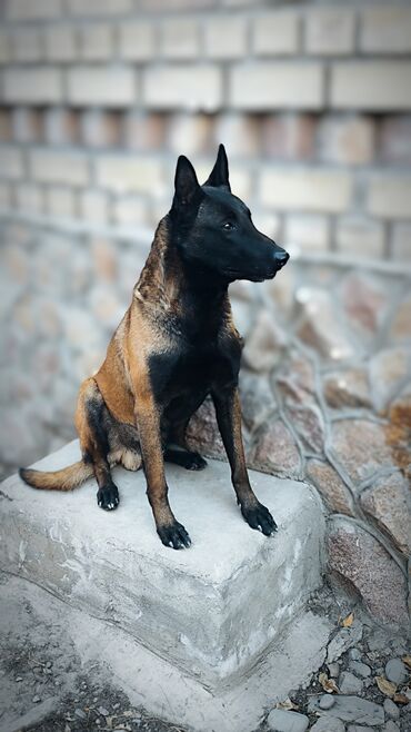 Вязка собак: Вязка: Бельгийская овчарка, Самец, 3 года, С прививкой, С родословной — 3