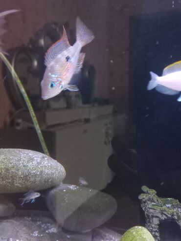 Balıqlar: Cixlid balığı, Sülhsevər — 7