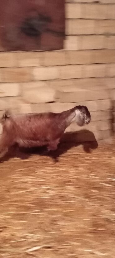 Keçi, çəpiş: Dişi, Hələb, il: 1, Damazlıq, Ünvandan götürmə — 7