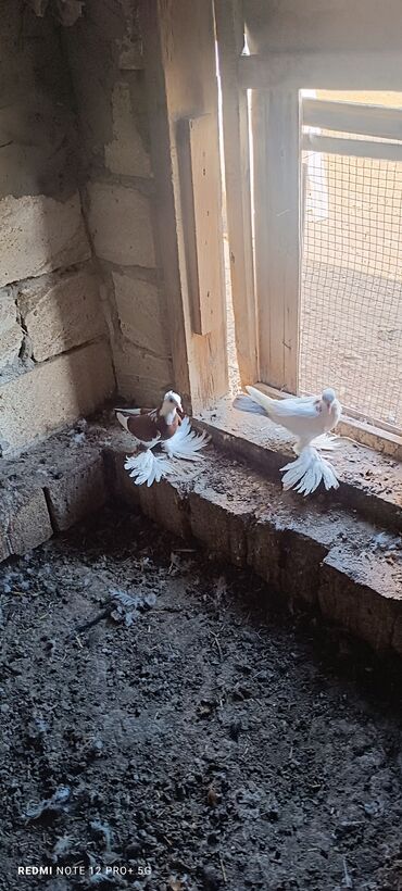 etibarli ellere verilir: Salam.tam sağlam quşlardı erkən maya.biri 25m cütü 50