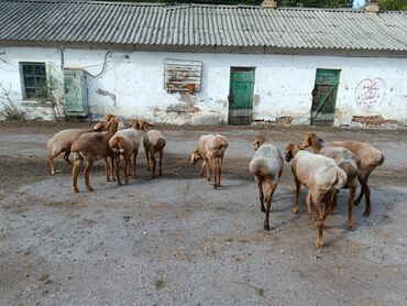 куплю баран село константиновке: Продаю | Овца (самка) | Арашан | Для разведения | Матка