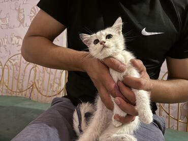 купить британская шиншилла: Шиншилла, Самец