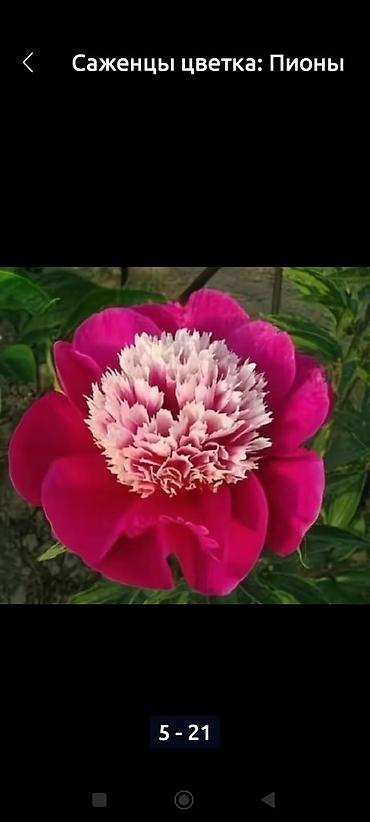 Садовые цветы и кустарники: Саженцы цветка: Пионы, Самовывоз, Платная доставка — 19