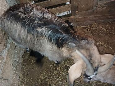 Keçilər, çəpişlər: Məhsul: Balalı keçi Təsvir: - Balalar mart ayının 17-si doğulub.1 -da lalafo.az — 9 Keçilər, çəpişlər: Məhsul: Balalı keçi Təsvir: - Balalar mart ayının 17-si doğulub.1 — 9