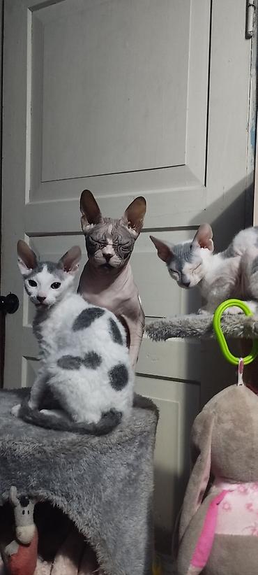котята скотиш: Котята модели донского сфинкса с редким окрасом блю-трюфл (серо-белые — 1