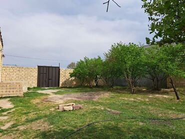 Torpaq sahələrinin satışı: 24 sot, Kənd təsərrüfatı -da lalafo.az — 11 Torpaq sahələrinin satışı: 24 sot, Kənd təsərrüfatı — 11