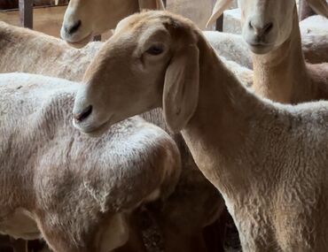 купить курдючного барана: Продаю | Овца (самка), Ягненок | Арашан | Для разведения | Матка
