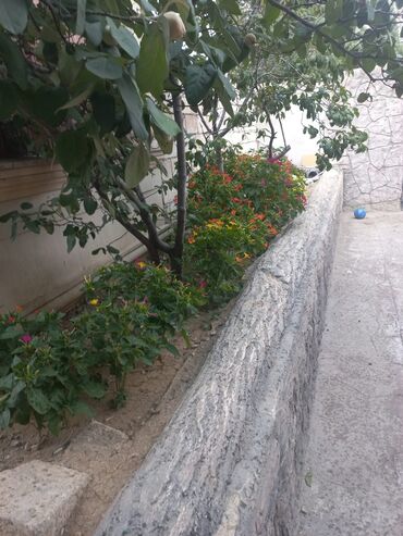 Həyət evləri və villaların satışı: 4 otaqlı, 350 kv. m, Kredit yoxdur, Yeni təmirli — 6