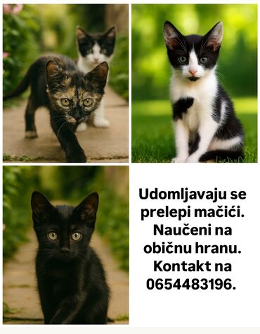 Mačići stari dva meseca. Udomljavaju se. Prevoz obezbeđen!