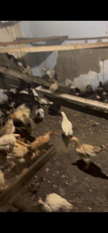 ağ toyuq: Toyuq, Yumurtalıq — 3