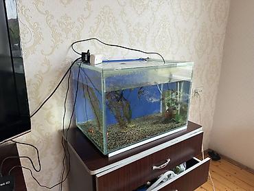 akvarium azn: Akvaryum 100 lt filter bahalı isidici var içində hərşey var — 1