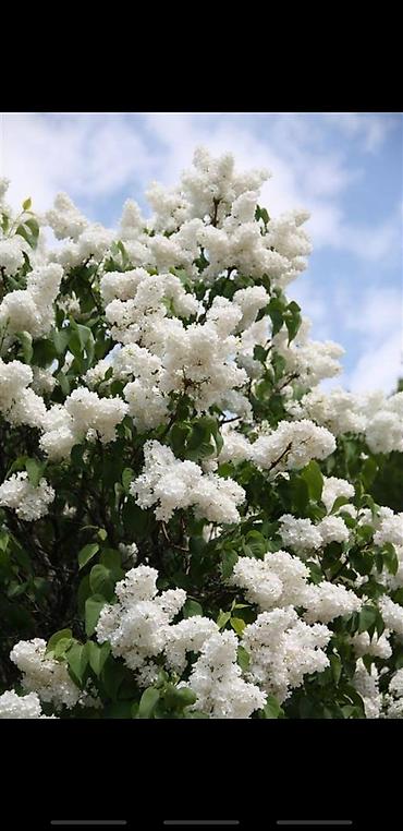 Сирень: Саженцы сирени белые и синие 150-250 сом также есть Сирийские розы — 3