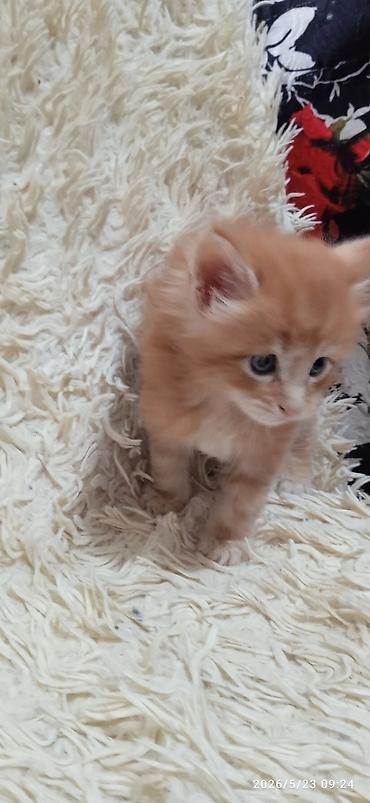 Продажа кошек: Мейн-кун, 1 месяц, Девочка at lalafo.kg — 5 Продажа кошек: Мейн-кун, 1 месяц, Девочка — 5