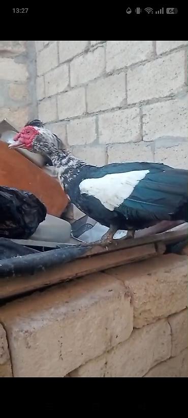 qaz sekli: Qaz,ördek,xoruz satılır.ordekler Lal ve seslidir. tek tek de satılır — 3