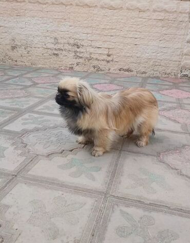 Собаки: Пекинес, 5 месяцев, Самка, С прививками, Самовывоз