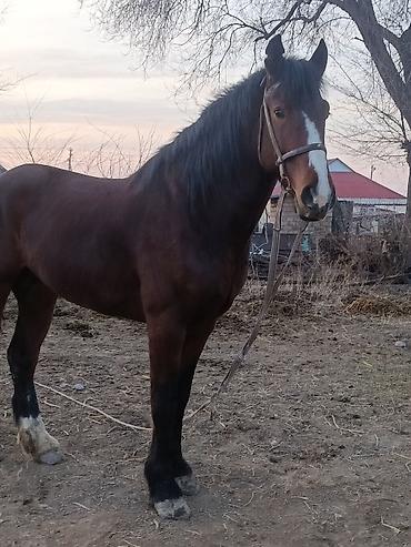 Лошади, кони: Продаю | Жеребец | Рабочий — 3