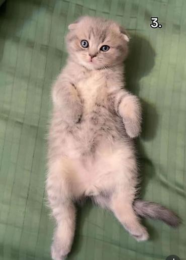 Pişiklər: Britan — 14