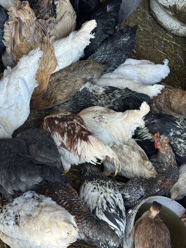 корелла попугай: Молодые куры и петухи