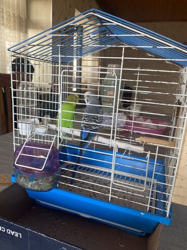 Qəfəslər: Ev dalğalı tutuquşu dəsti - İki ədəd dalğalı tutuquşu (bir — 2