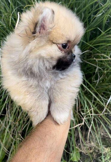 Psi: Oduševićemo vaša srca predivnim Pomerancima iz našeg pažljivo — 11