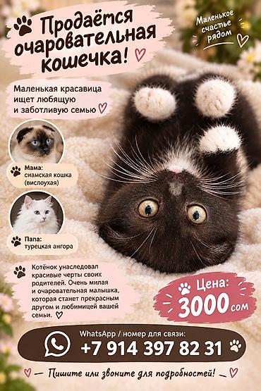дойки ко: Экзотическая, 3 месяца, Девочка, Черный, Метис — 1