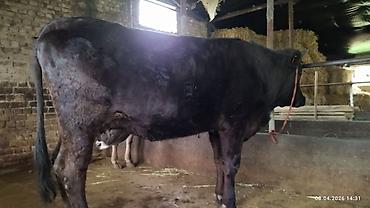 Коровы, быки: Продаю | Бык (самец) | На откорм — 7