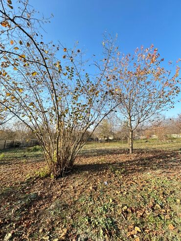 Torpaq sahələrinin satışı: 18 sot, Tikinti, Kupça (Çıxarış) — 3