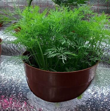 Другие товары для дома и сада: Гидропоника!!!!- это метод автоматезированного выращивания — 24