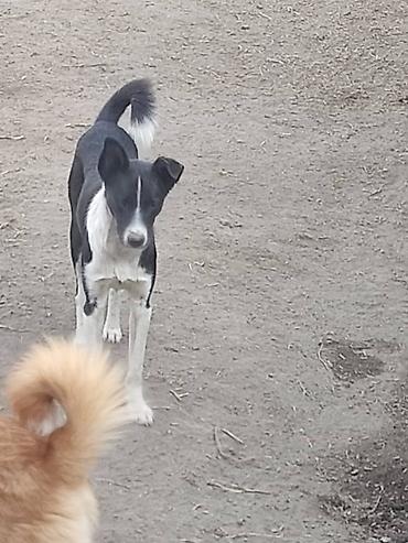 Отдам даром собаку: ПРИЮТ У НАС Собачки на любой вкус это приют все собачки привитые — 15