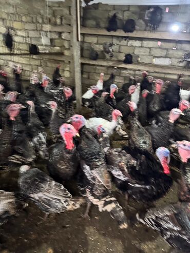 Hinduşka: Məhsul: Hinduşka sürüsü Təsvir: - Şəkillərdə gördüyünüz damazlıq — 10