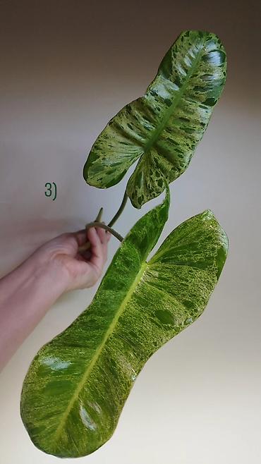 Хойи: Приветствую всех дорогие ❇️

в продаже 🌿 — 7