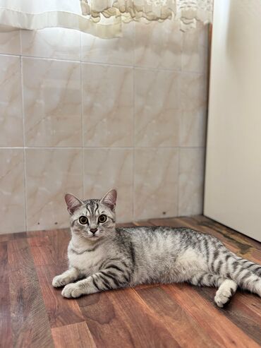 pişik yuvasi: Tabbi, Erkək, Yaxşı əllərə, Ünvandan götürmə, Pulsuz çatdırılma