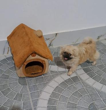İtlər: Pekines, 1 il -da lalafo.az — 6 İtlər: Pekines, 1 il — 6
