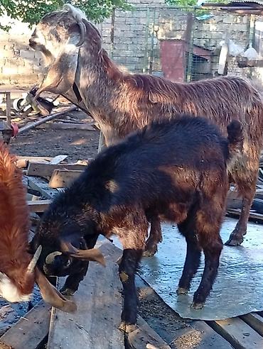 heleb keçileri: 3 ayın kecib erkekdi ana saf qan helebdi atası muruciana — 5