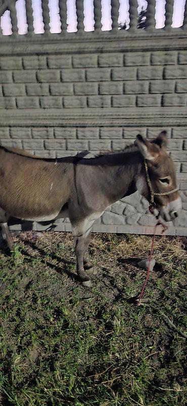 Животные: Осёл (самка), рабочий, компактного роста. Окрас серо-рыжий с более — 4