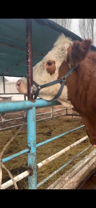 Inəklər, öküzlər: Simental cinsi inək - Rəng: qırmızı-ağ ala - Südçülük istiqaməti, iri — 7