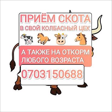 швиц бычки: Колбасный цех : Коровы, быки, | На откорм — 1