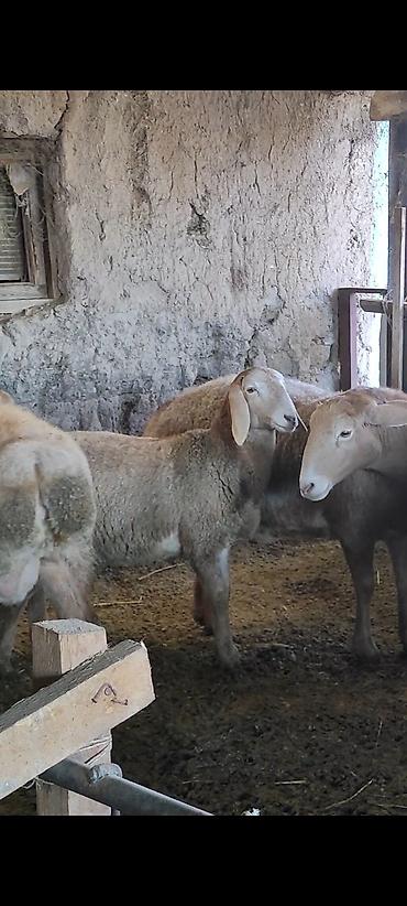 Баран, овца: Продаю | Овца (самка) | Арашан | Для разведения | Ярка — 9